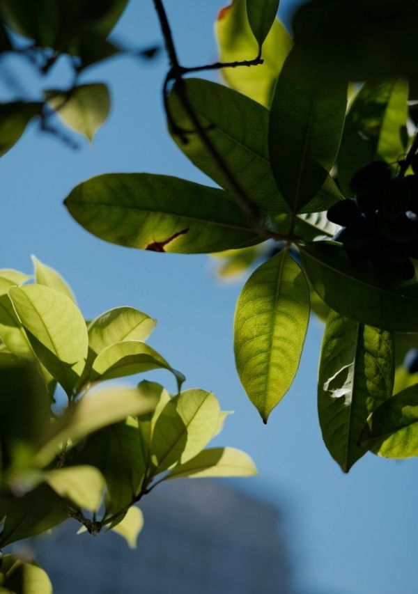 Idegrendszeri stabilitás a mindennapokban Réka Ibolya