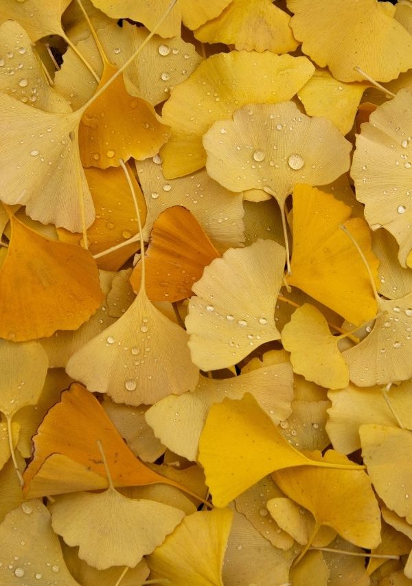 Kommunikáció és határhúzás Réka Ibolya